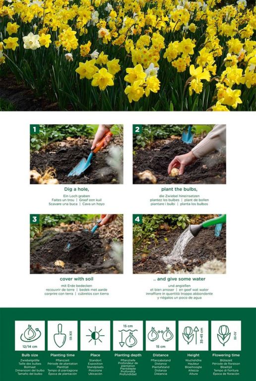 Narcissus fragrant mix instructie