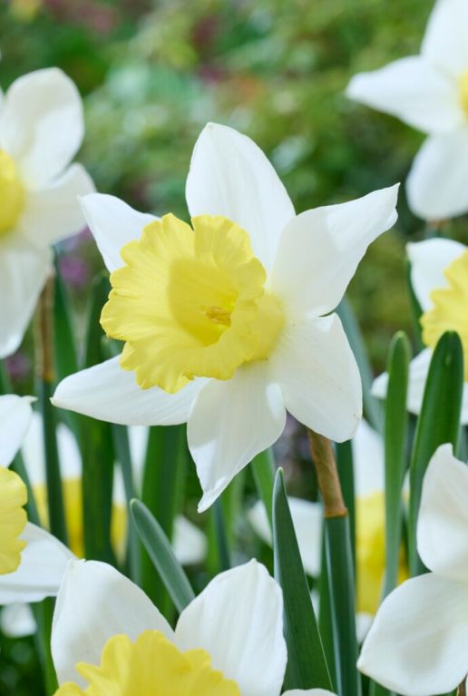 Narcissus fragrant mix sfeer 2