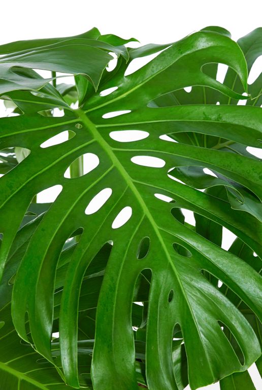 Philodendron monstera deliciosa blad