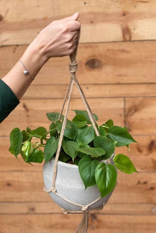 Philodendron scandens hangplant 1