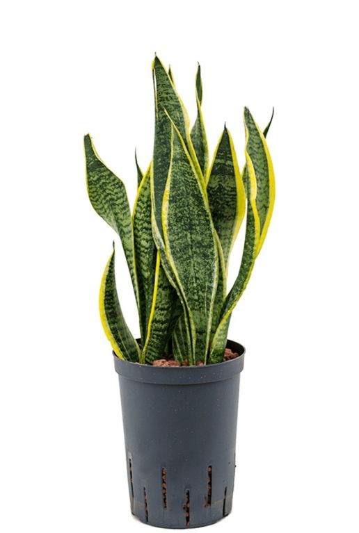 Sansevieria futura superba hydroplant