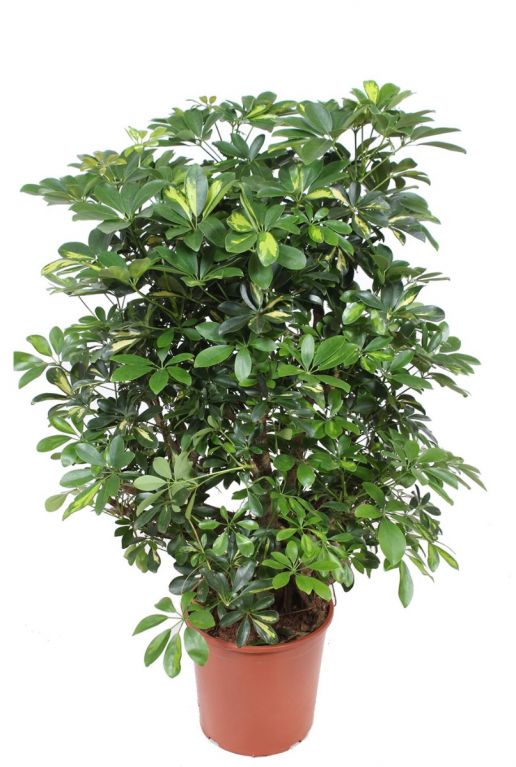 Schefflera gold capella vingersboom 1