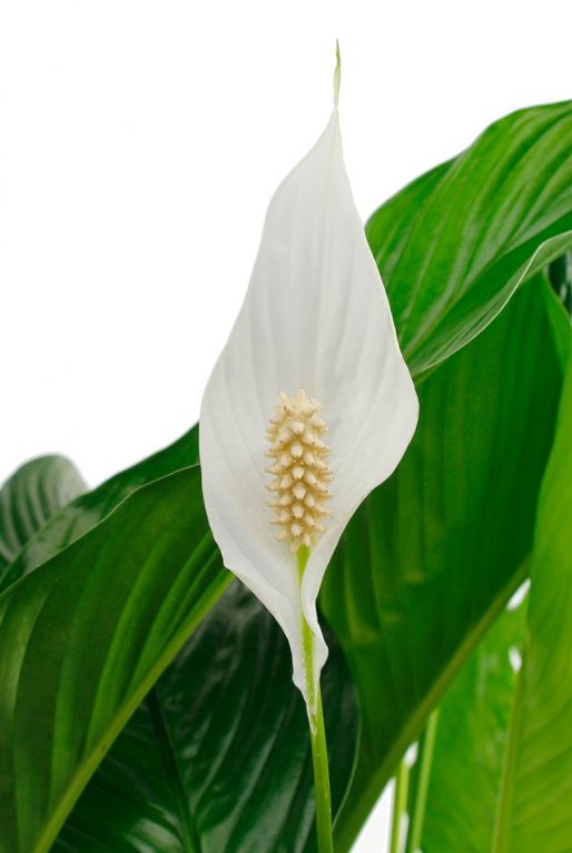 Spathiphyllum, la fleur de lune - Tahiti Heritage
