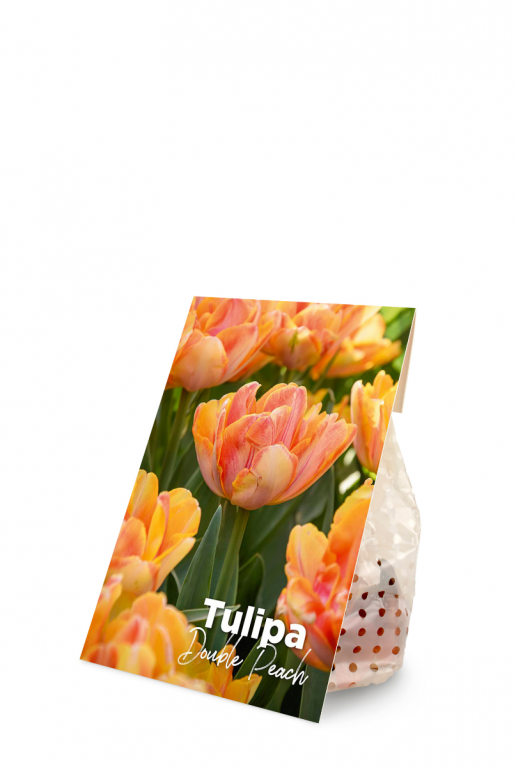 Tulipa double peach product