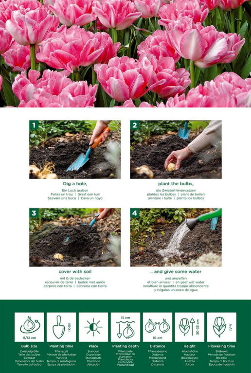 Tulipa double pink instructie