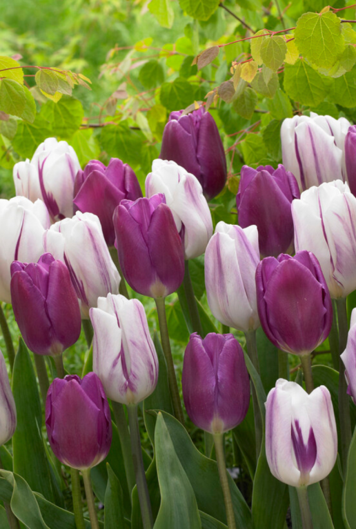 Tulipa purper mix sfeer