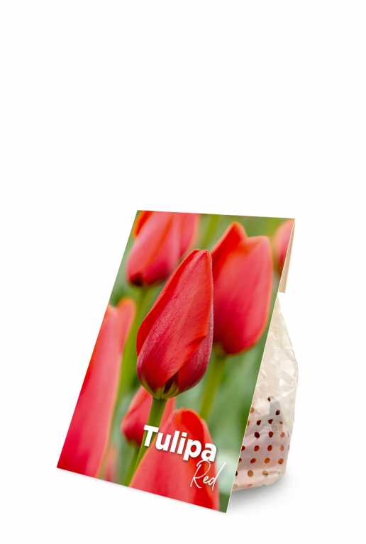 Tulipa red product