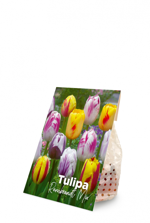 Tulipa rembrandt mix product