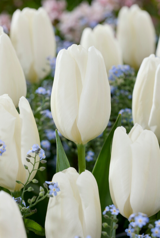 Tulipa white 2