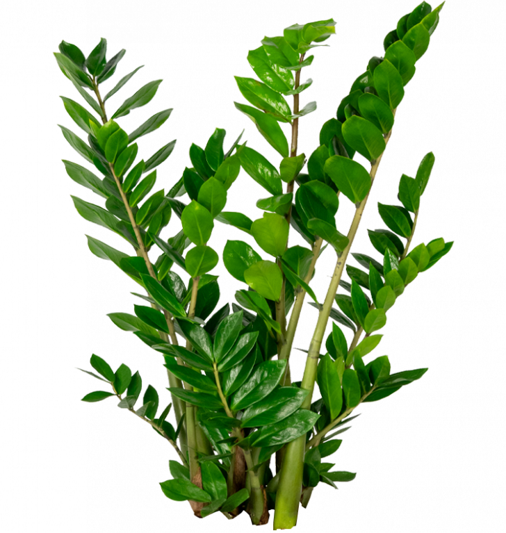 Zamioculcas zamiifolia — la plante ZZ