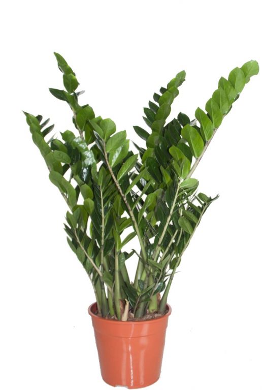 Zamioculcas zamiifolia — la plante ZZ