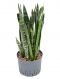 Sansevieria coral black