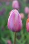 60 days of tulips sfeer 2