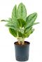 Aglaonema cintho queen 1