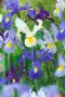 Iris hollandica mix sfeer