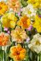 Narcissus all spring mix sfeer