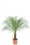 Phoenix roebelenii palm plant 1