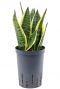 Sansevieria futura superba hydro