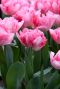 Tulipa dubbel vroeg mix 3