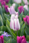 Tulipa purper mix 2