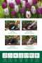 Tulipa purper mix instructie