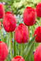 Tulipa red 2