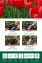 Tulipa red instructie