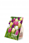 Tulipa regenboog mix product