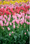 Tulipa regenboog mix sfeer 2