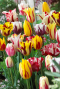 Tulipa rembrandt mix sfeer