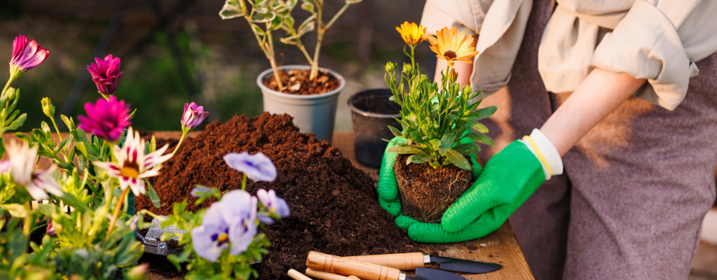 Entretien des plantes de jardin