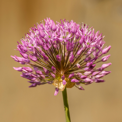 Allium