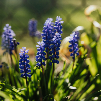 Muscari