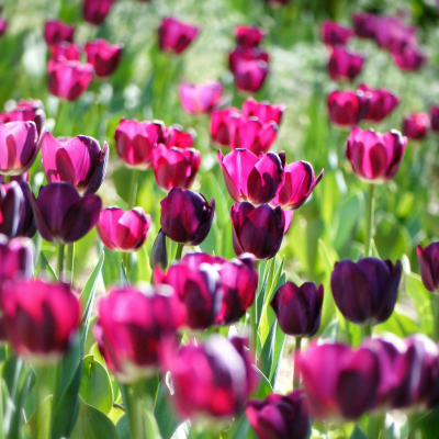 Tulipes