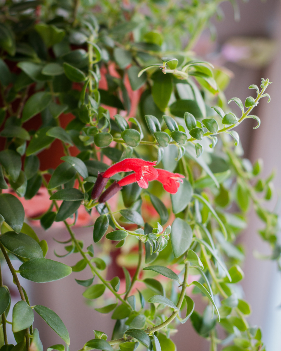 plante rouge à lèvres arrosage