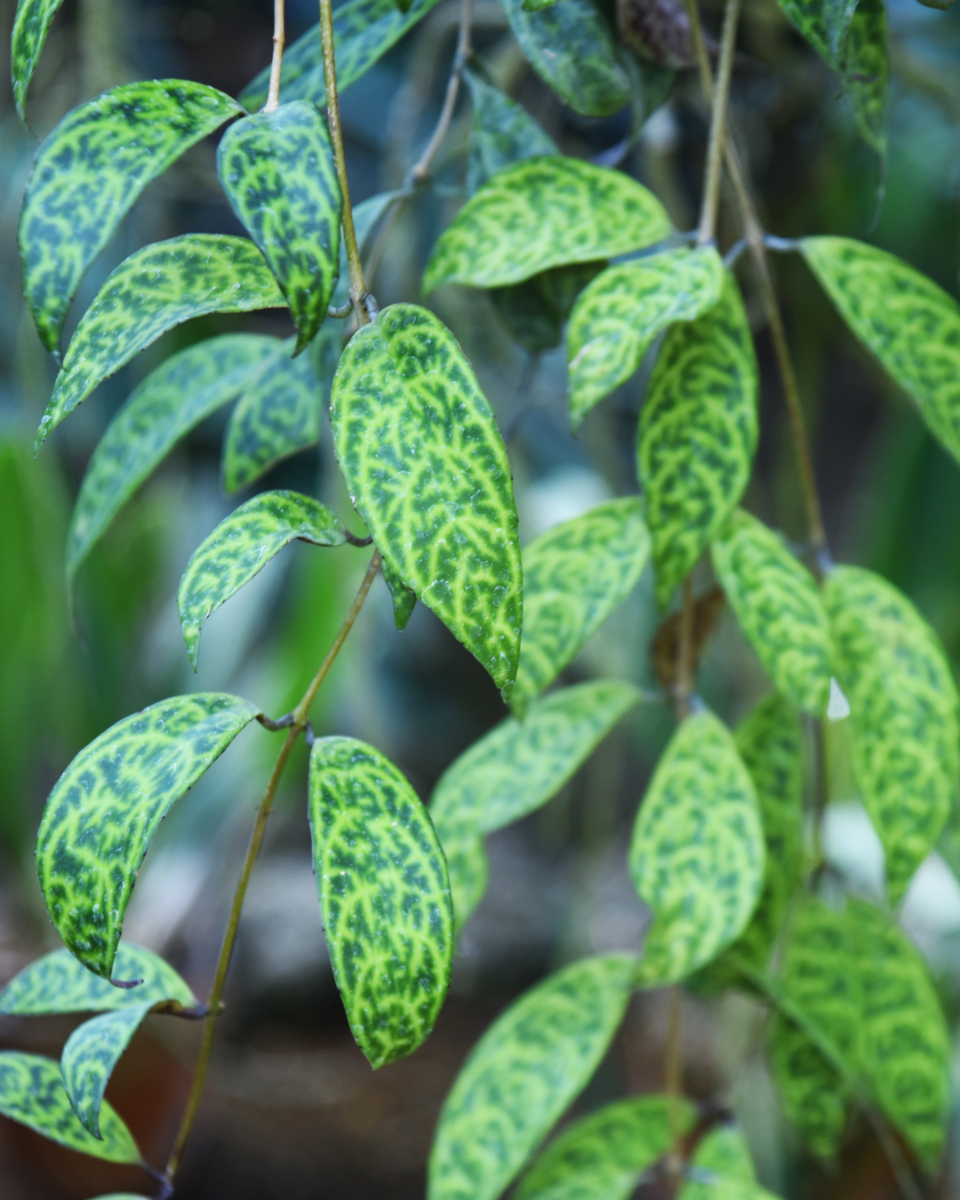 plante rouge à lèvres remportage