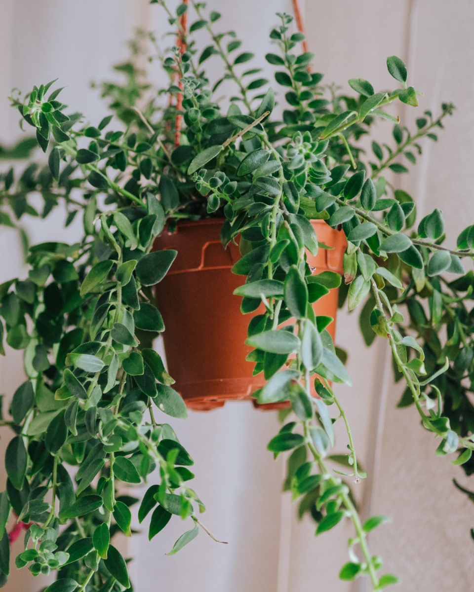 Aliments du plante rouge à lèvres