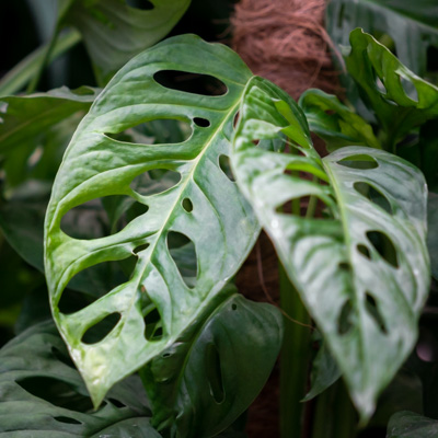 Monstera variegata trou plante - acheter jeune bouture
