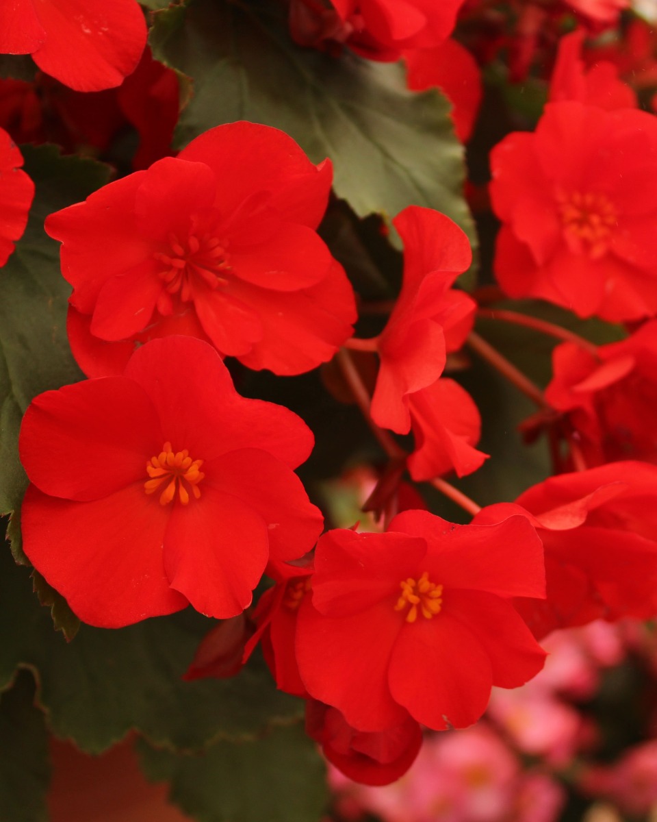 Plantes de bégonia