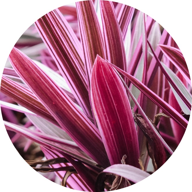 Acheter Cordyline 