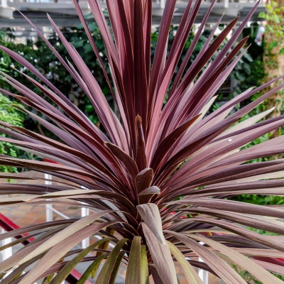 Cordyline australis