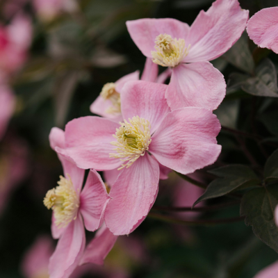 Plantes de jardin roses